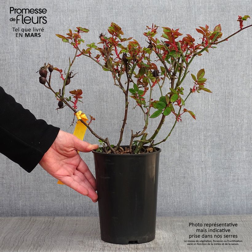 Spécimen de Rosier couvre-sol Knock Out Radrazz Pot de 4L/5L tel que livré en hiver