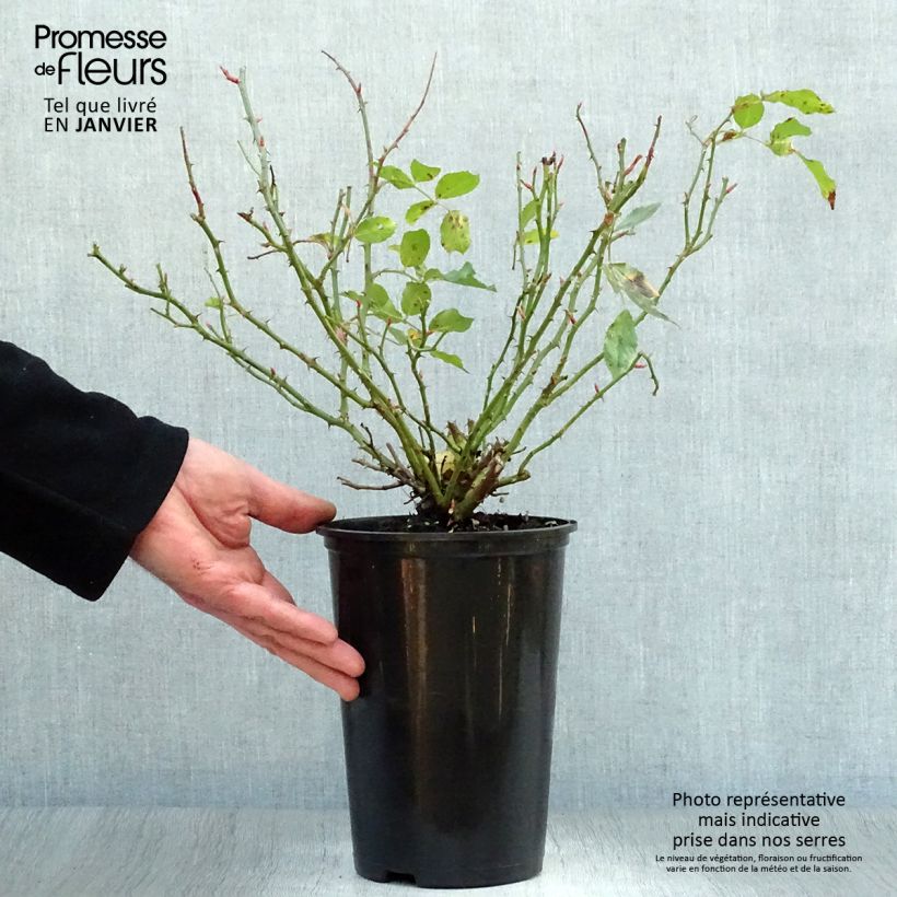 Spécimen de Rosier couvre-sol Larissa Pot de 3L/4L tel que livré en hiver
