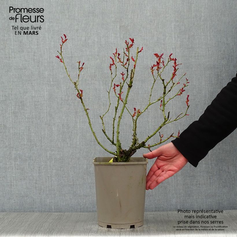 Spécimen de Rosier couvre-sol Mainaufeuer Pot de 4L/5L tel que livré en hiver