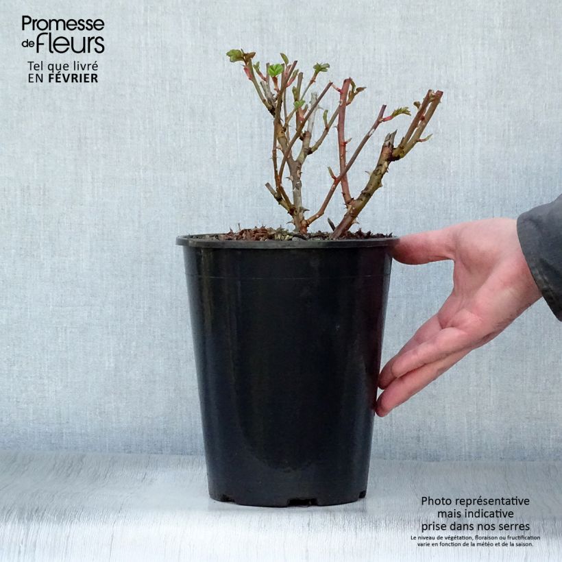 Spécimen de Rosier couvre-sol Marondo Pot de 2L/3L tel que livré en hiver