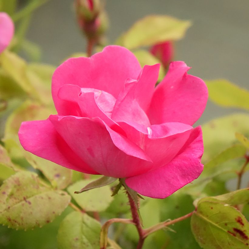Rosier couvre-sol Pink Knock Out (Rodin) (Floraison)