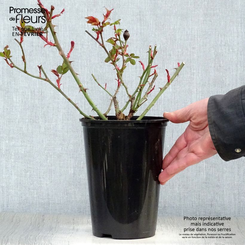 Spécimen de Rosier couvre-sol Pink Knock Out (Rodin) Pot de 3L/4L tel que livré en hiver