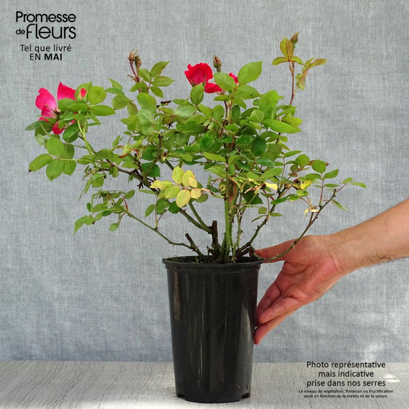 Spécimen de Rosier couvre-sol Pink Knock Out (Rodin) Pot de 3L/4L tel que livré au printemps