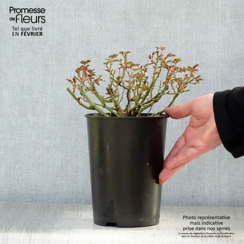 Spécimen de Rosier couvre-sol Rigo Bonaparte Pot de 2L/3L tel que livré en hiver