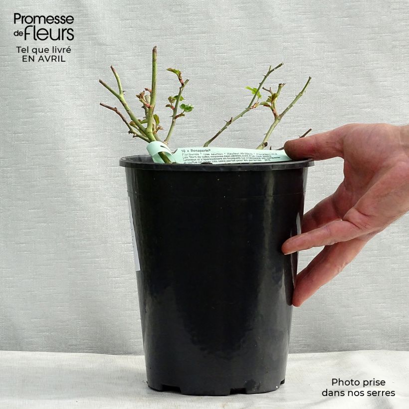 Spécimen de Rosier couvre-sol Rigo Bonaparte Pot de 2L/3L tel que livré au printemps