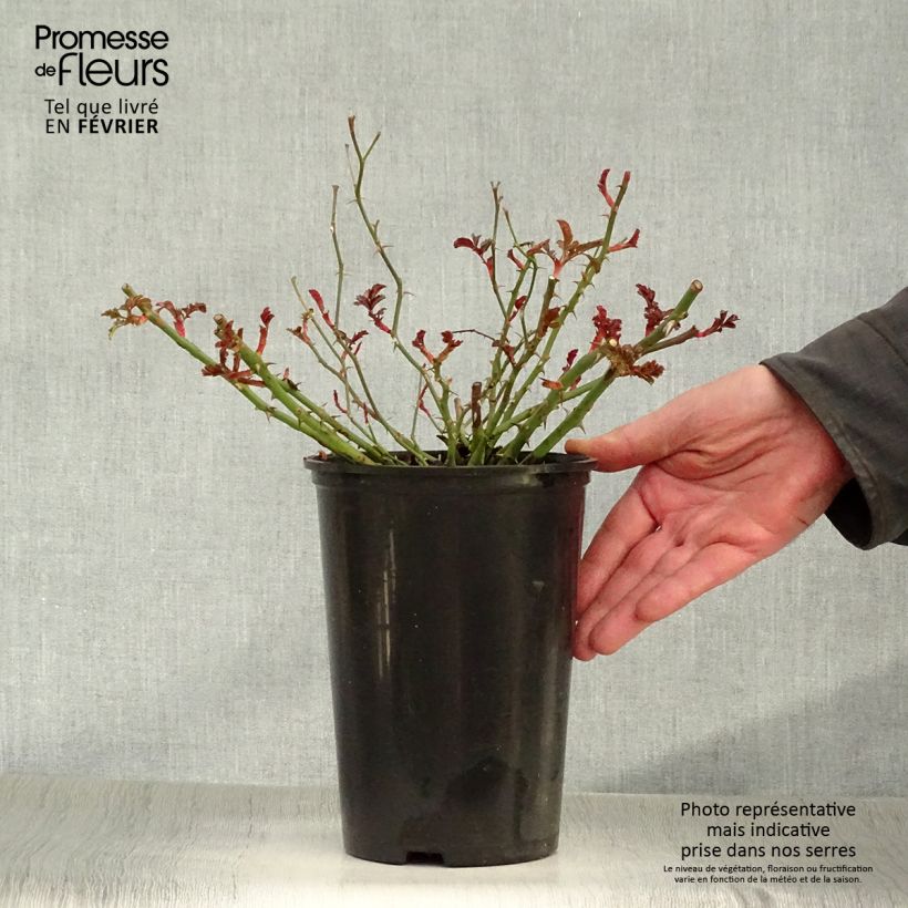 Spécimen de Rosier couvre-sol Rigo Néon Pot de 2L/3L tel que livré en hiver