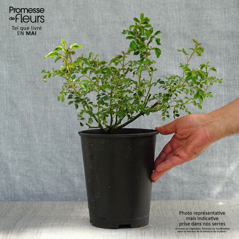 Spécimen de Rosier couvre-sol Rigo Néon Pot de 2L/3L tel que livré au printemps