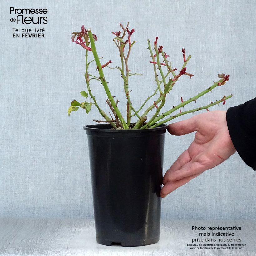 Spécimen de Rosier couvre-sol Rigo Rotilia Pot de 2L/3L tel que livré en hiver