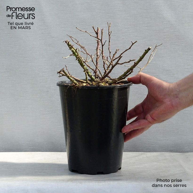 Spécimen de Rosier couvre-sol Tapis Rouge Pot de 2L/3L tel que livré en hiver