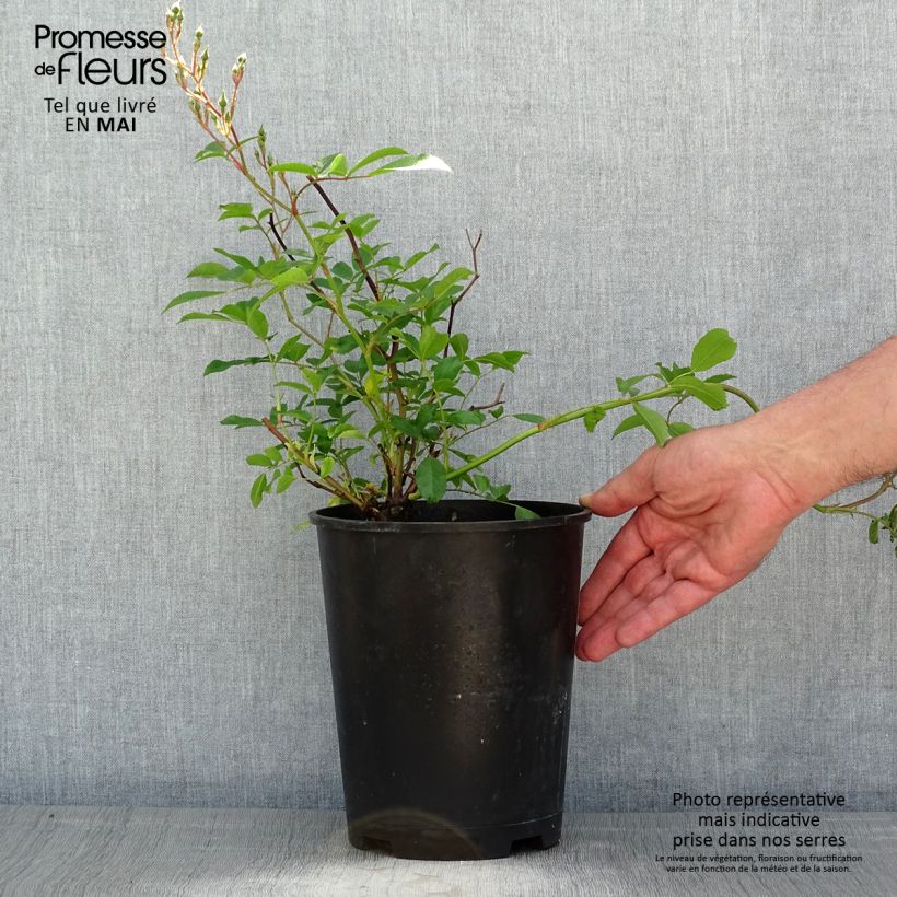 Spécimen de Rosier couvre-sol Tapis Volant Pot de 4L/5L tel que livré au printemps