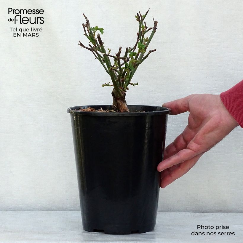 Spécimen de Rosier couvre-sol The Fairy Pot de 4L/5L tel que livré en hiver