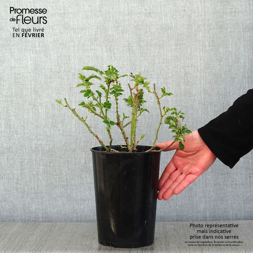 Spécimen de Rosier couvre-sol Weg der Sinne Pot de 2L/3L tel que livré en hiver