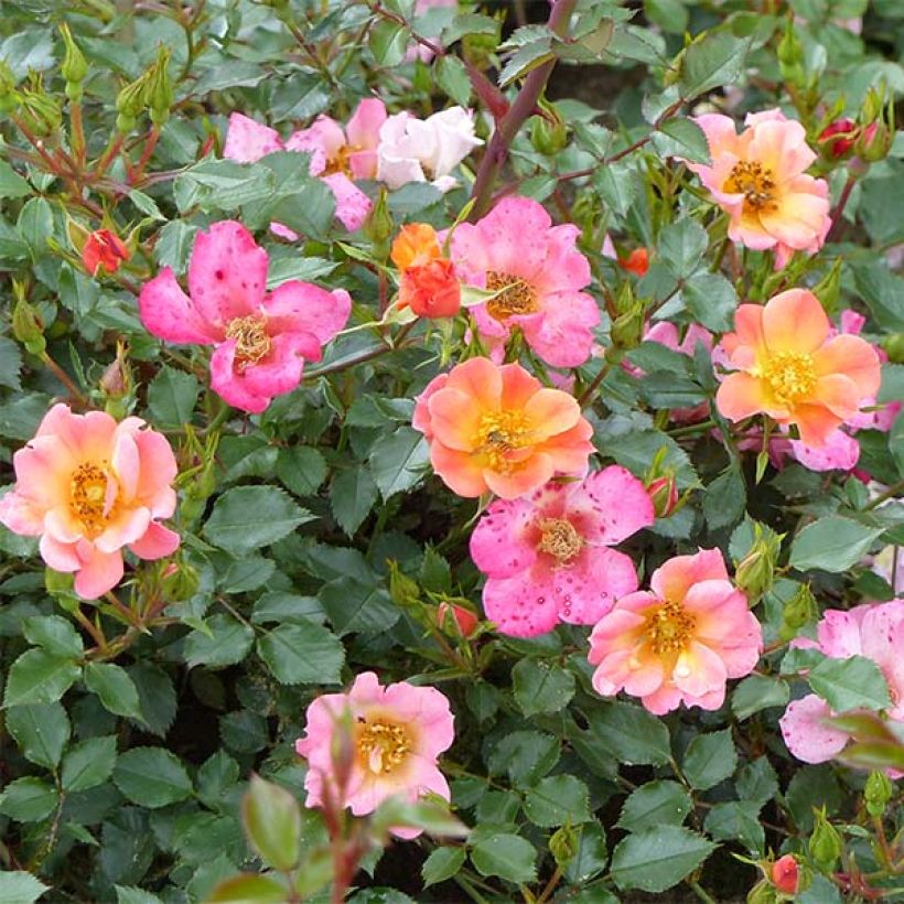 Rosier couvre-sol Happy Chappy (Floraison)