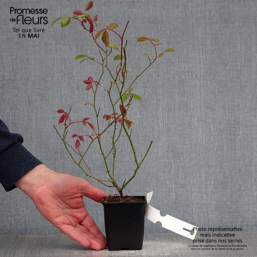 Spécimen de Rosier de Banks Lutea - Rosa banksiae Godet de 8/9 cm tel que livré au printemps