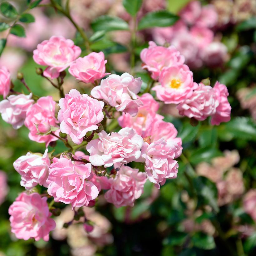 Rosier de Banks Rosea - Rosa banksiae  (Floraison)