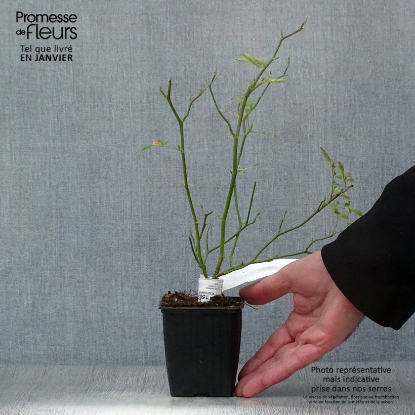 Spécimen de Rosier de Banks Rosea - Rosa banksiae  Godet de 8/9 cm tel que livré en hiver