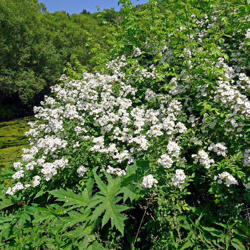 Rosier des champs - Rosa arvensis (Port)