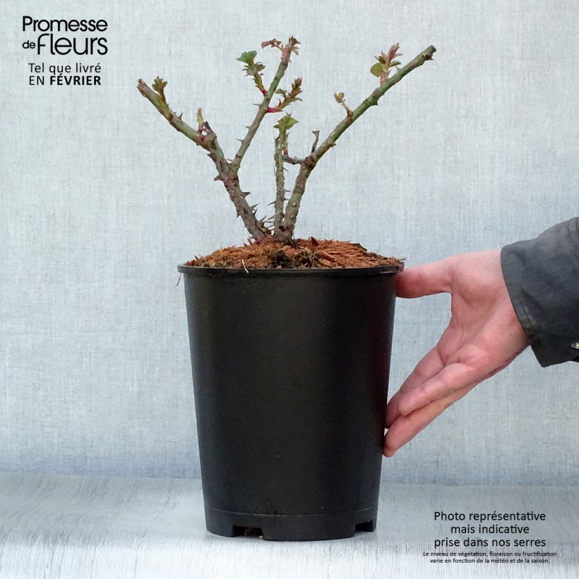 Spécimen de Rosier grimpant Aloha ancien Pot de 4L/5L tel que livré en hiver