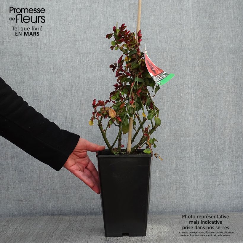 Spécimen de Rosier grimpant Amadeus Pot de 4L/5L tel que livré en hiver