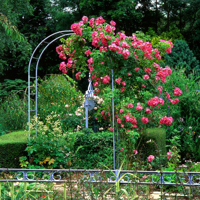 Rosier grimpant American Pillar (Port)