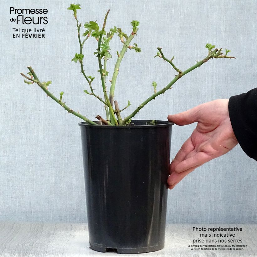 Spécimen de Rosier grimpant American Pillar Pot de 4L/5L tel que livré en hiver