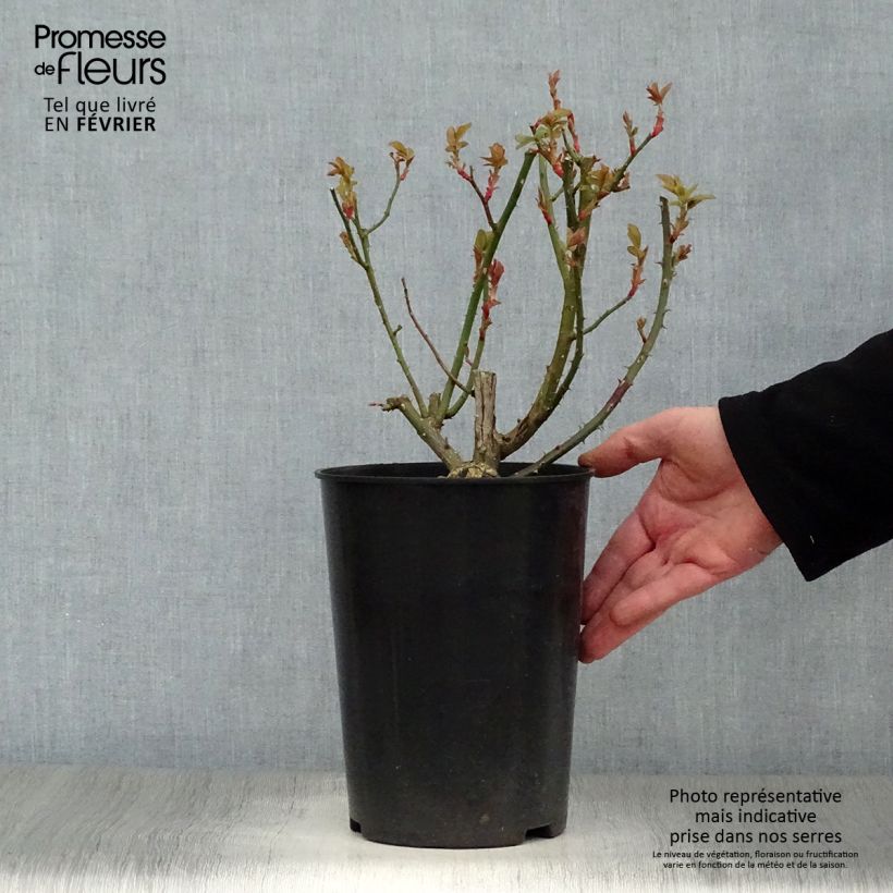 Spécimen de Rosier grimpant Blaze Superior (Blaze Improved, Demokracie) Pot de 4L/5L tel que livré en hiver