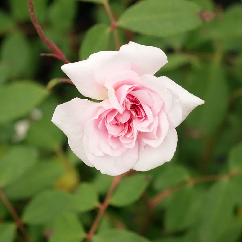 Rosier grimpant Cécile Brunner Clg (Floraison)