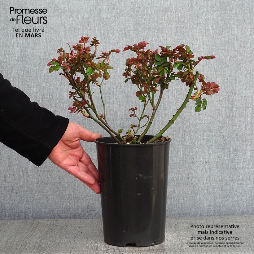 Spécimen de Rosier grimpant Clair Matin Pot de 4L/5L tel que livré en hiver