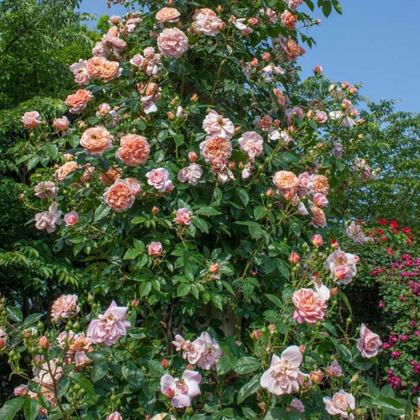 Rosier grimpant Colette (Port)