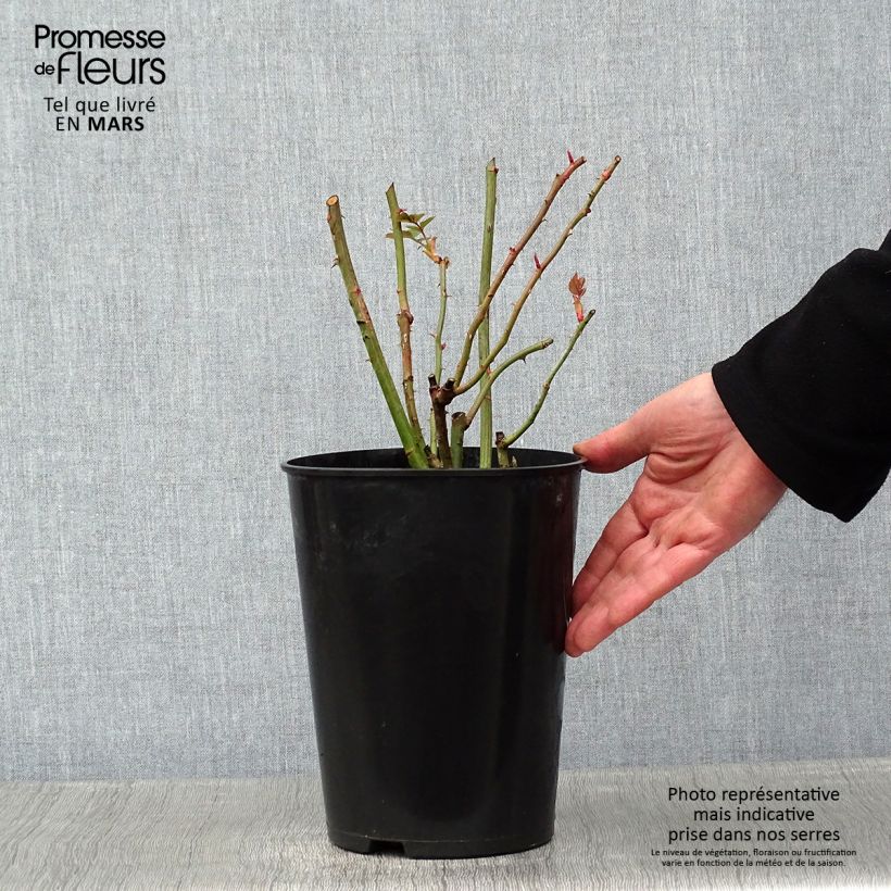 Spécimen de Rosier grimpant Coral Dawn Pot de 4L/5L tel que livré en hiver