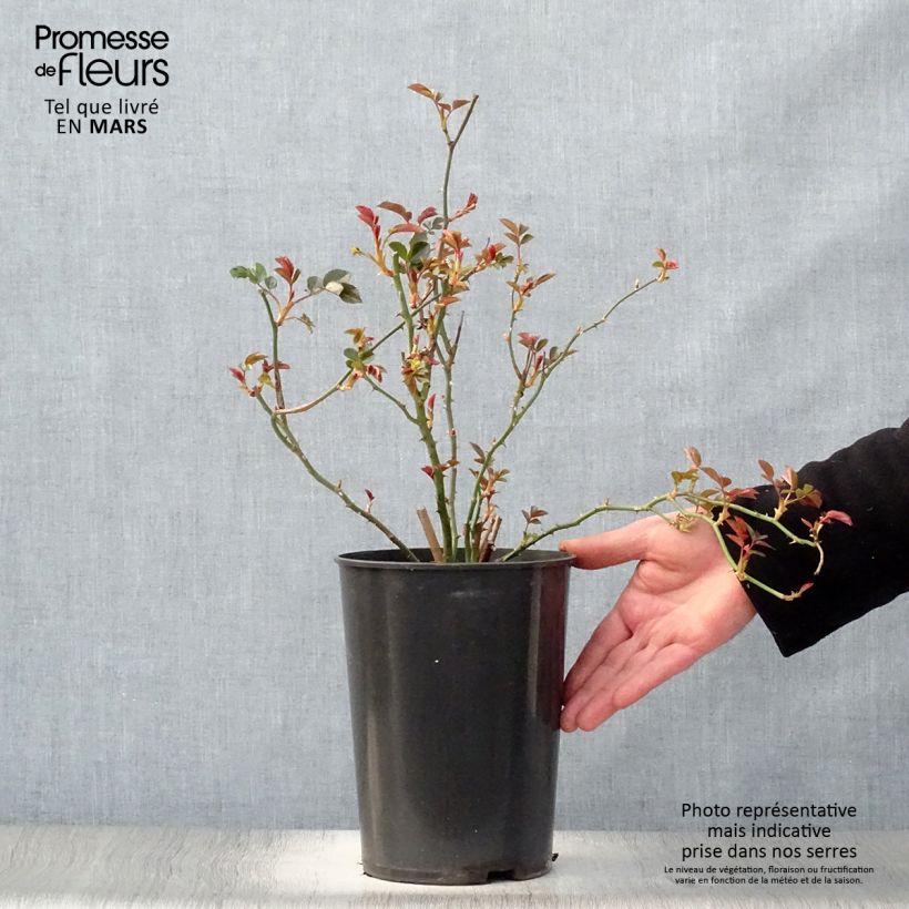 Spécimen de Rosier grimpant Coral Dawn Pot de 4L/5L tel que livré au printemps