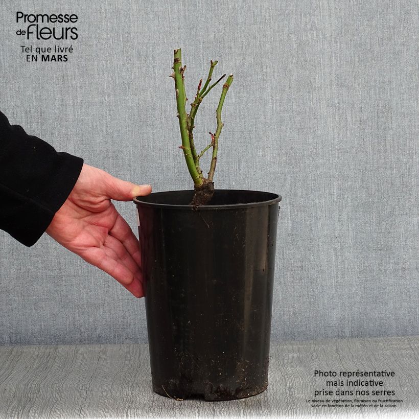 Spécimen de Rosier grimpant Cyclamen Pierre de Ronsard Pot de 4L/5L tel que livré en hiver