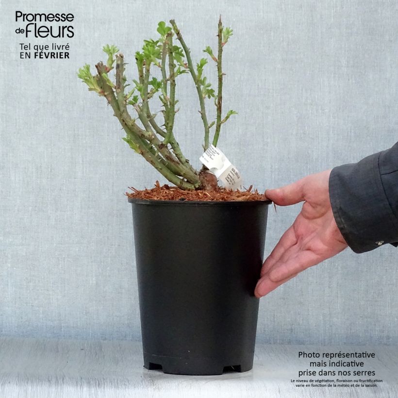 Spécimen de Rosier grimpant Golden Age Pot de 4L/5L tel que livré en hiver