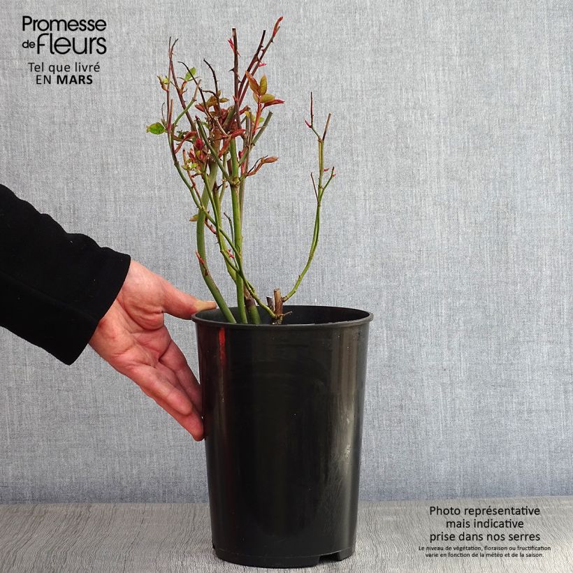 Spécimen de Rosier grimpant Golden Showers Pot de 4L/5L tel que livré en hiver