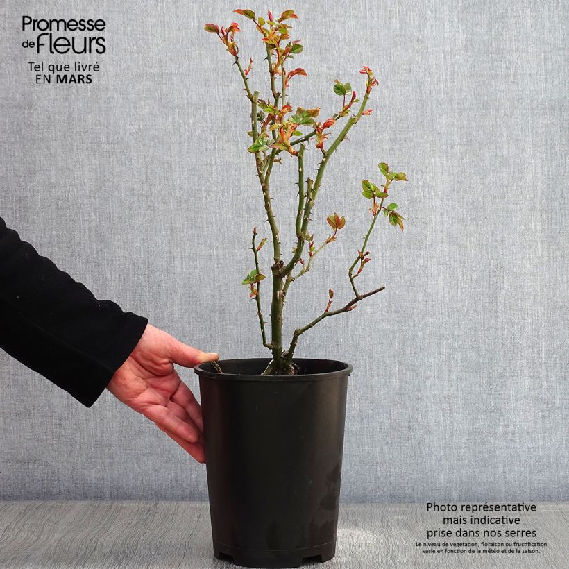 Spécimen de Rosier grimpant Goldfassade Pot de 4L/5L tel que livré en hiver