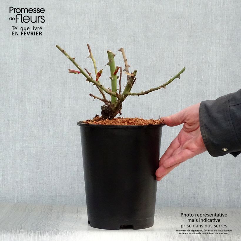 Spécimen de Rosier grimpant Hanabi Pot de 4L/5L tel que livré en hiver