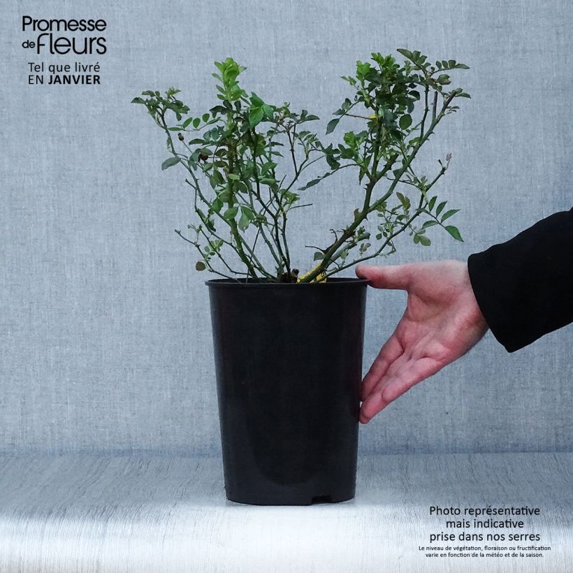 Spécimen de Rosier grimpant Libertas Pot de 4L/5L tel que livré en hiver