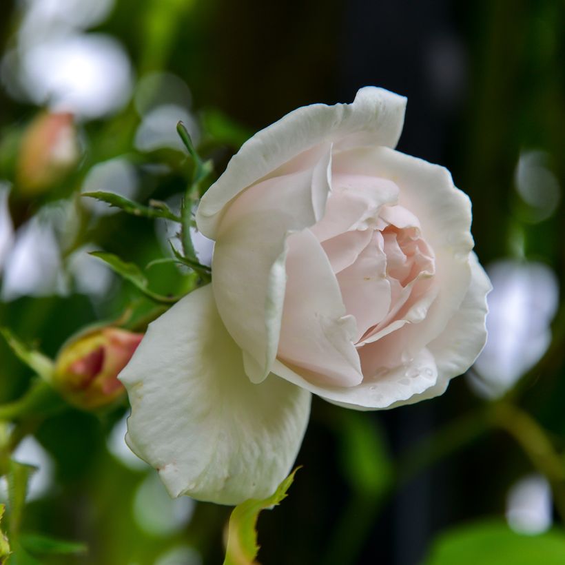 Rosier grimpant Madame Alfred Carrière (Floraison)