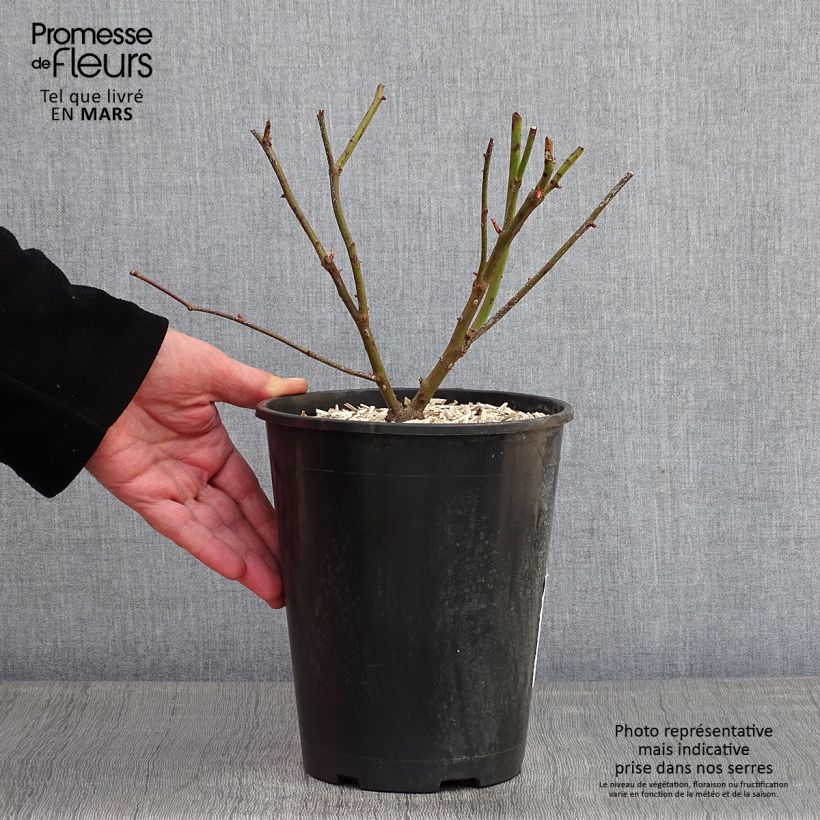 Spécimen de Rosier grimpant Madame Alfred Carrière Pot de 4L/5L tel que livré en hiver