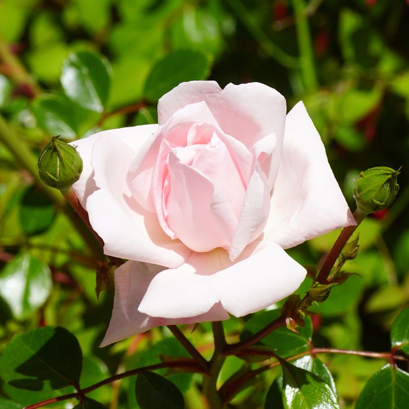 Rosier grimpant New Dawn (Floraison)