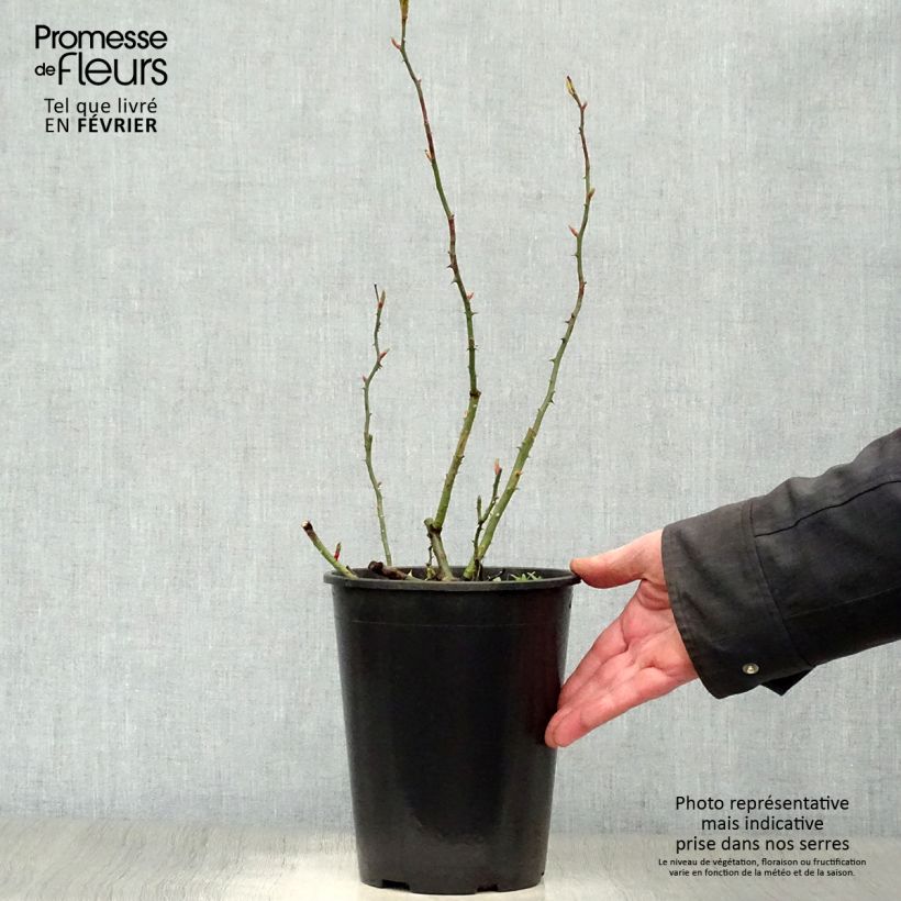 Spécimen de Rosier grimpant New Dawn Pot de 4L/5L tel que livré en hiver