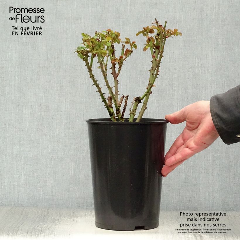 Spécimen de Rosier grimpant Ozeana Pot de 4L/5L tel que livré en hiver