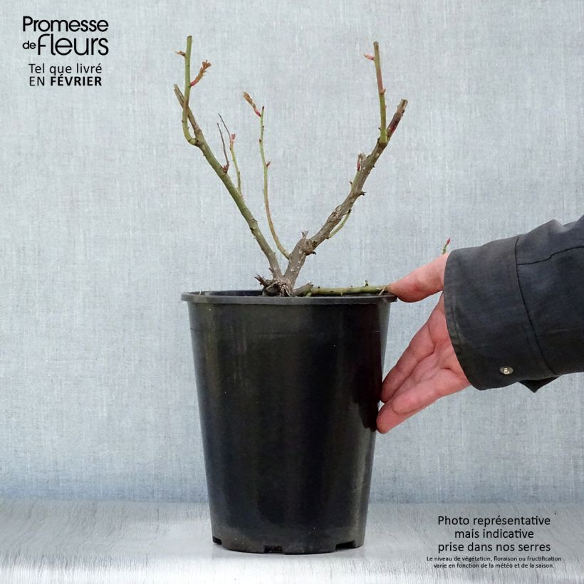 Spécimen de Rosier grimpant Paul's Scarlet Climber Pot de 4L/5L tel que livré en hiver