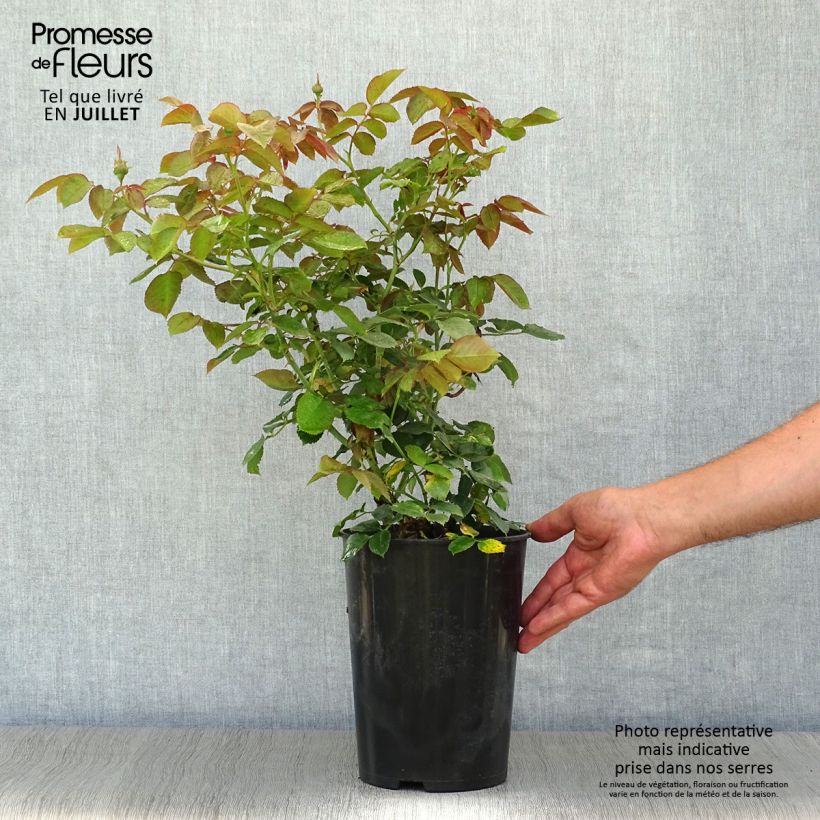 Spécimen de Rosier grimpant Pierre de Ronsard Pot de 4L/5L tel que livré en été