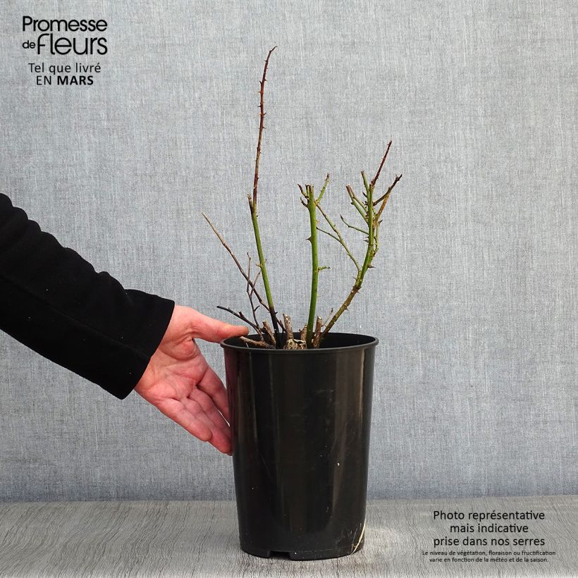 Spécimen de Rosier grimpant Polka Pot de 4L/5L tel que livré en hiver