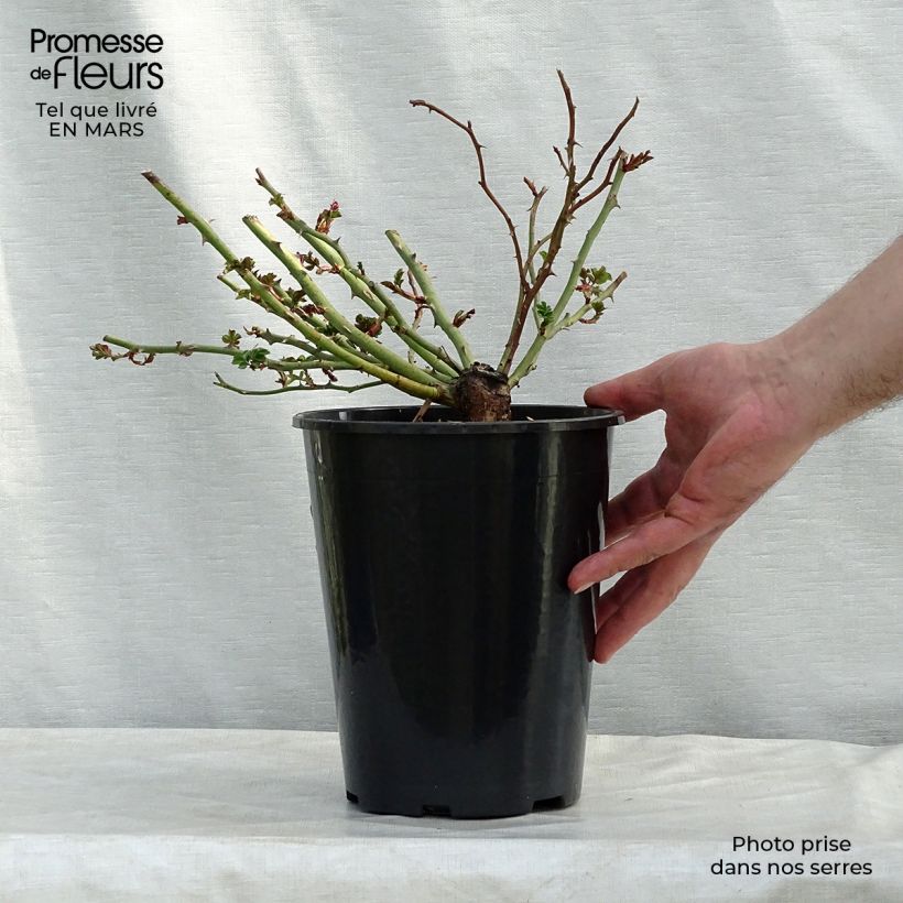 Spécimen de Rosier grimpant Rambling Rosie Pot de 4L/5L tel que livré en hiver