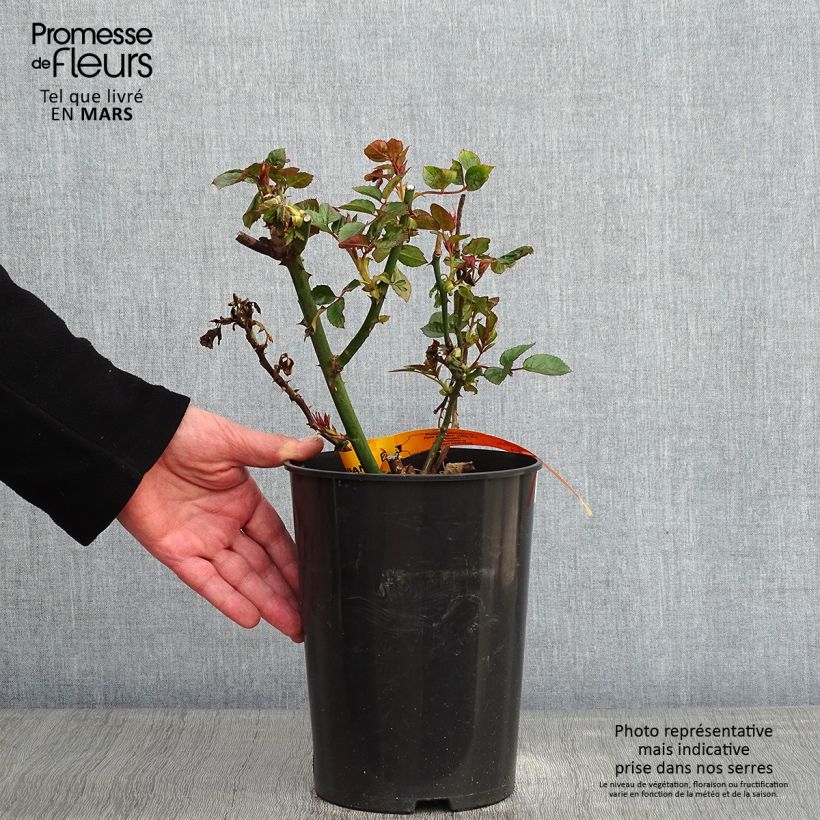 Spécimen de Rosier grimpant Red Eden Rose Pot de 4L/5L tel que livré en hiver