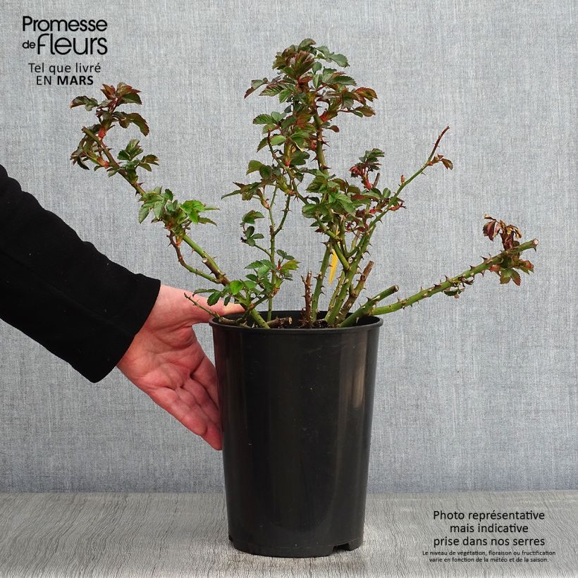 Spécimen de Rosier grimpant Rosarium Uetersen Pot de 4L/5L tel que livré en hiver