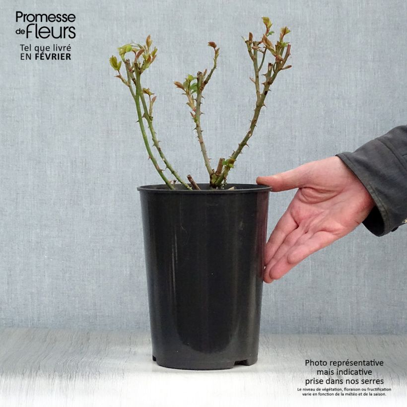 Spécimen de Rosier grimpant Rose de Tolbiac Pot de 4L/5L tel que livré en hiver