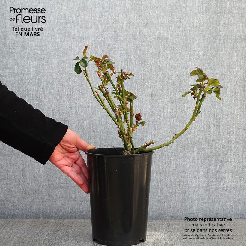 Spécimen de Rosier grimpant Schneewalzer Pot de 4L/5L tel que livré en hiver